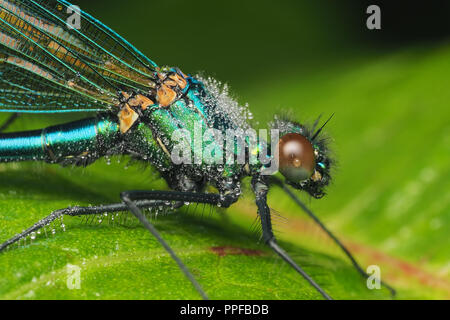 Bagué mâle (Calopteryx splendens demoiselle demoiselle) couverts dans la rosée du matin sur les feuilles des plantes. Tipperary, Irlande Banque D'Images