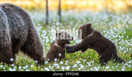 Elle-ours et oursons playfull. Cub et femelles adultes de l'ours brun dans la forêt, à l'heure d'été. Nom scientifique : Ursus arctos. Banque D'Images