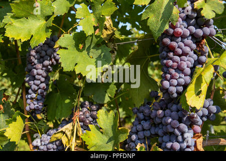 Grappes de raisins rouges mûres sur des vignes dans un vignoble juste avant les vendanges commence Banque D'Images