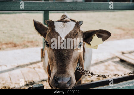 Portrait d'adorables petits calf standing in barn farm Banque D'Images