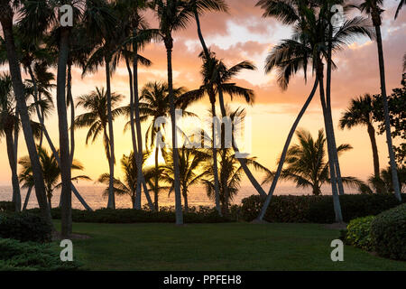 Palmiers et coucher de soleil sur le golfe du Mexique à Naples, Florida, USA Banque D'Images