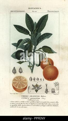 Citrus aurantium, l'orange de Séville. Gravure sur cuivre coloriée à crépi de Antoine Jussieu's 'Dictionary of Natural Science", Florence, Italie, 1837. Illustration par Turpin, gravée par Bozza, réalisé par Pierre Jean François Turpin, et publié par Batelli e Figli. Turpin (1775-1840) est considéré comme l'un des plus grands illustrateurs botaniques français du 19e siècle. Banque D'Images