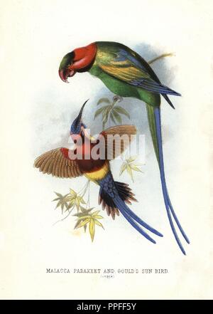 Perruche à longue queue, Psittacula longicauda, et Mme Gould Aethopyga gouldiae, Sunbird. Chromolithographie par artiste inconnu/graveur de Mary et Elizabeth Kirby's 'beaux oiseaux au confins des terres, T. Nelson, Londres, 1872. Mary Kirby (1817 à 1893) et Elizabeth Kirby (1823-1873) étaient deux soeurs victorienne qui a écrit de nombreux ouvrages d'histoire naturelle pour les enfants. Banque D'Images