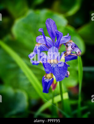 Iris versicolor, également connu sous le nom de drapeau bleu, harlequin blueflag, drapeau bleu, plus grand drapeau bleu du nord, et le poison d'un drapeau Banque D'Images