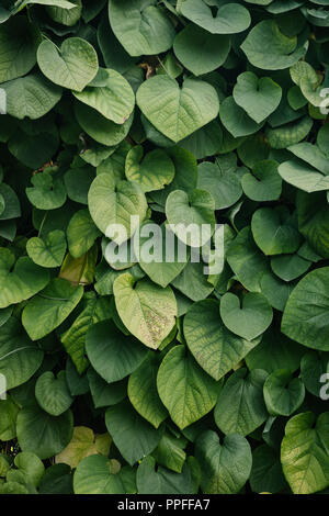 Close-up shot of green feuilles de vigne couvrant wall Banque D'Images