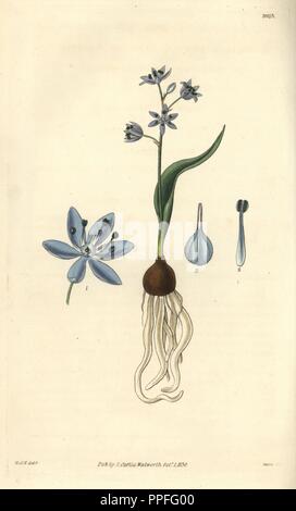 Squill Scilla, nain pumila. Illustration dessinée par William Jackson Hooker, gravée par Swan. Coloriée à la gravure sur cuivre de William Curtis's Botanical Magazine, "l' Samuel Curtis, 1830. Hooker (1785-1865) était un botaniste, écrivain et artiste. Il était professeur de botanique à l'Université de Glasgow, et éditeur de Curtis' 'Botanical Magazine" de 1827 à 1865. En 1841, il est nommé directeur des Jardins botaniques royaux de Kew, et fut remplacé par son fils Joseph Dalton. Hooker a documenté les orchidées et fougères craquelure qui ont secoué l'Angleterre au milieu du xixe siècle dans des livres tels que ' Banque D'Images