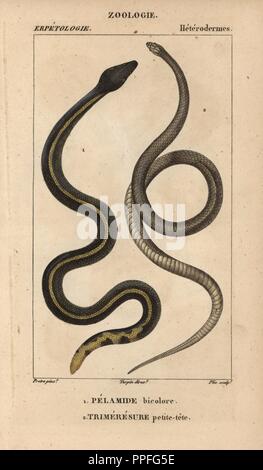 Serpent de mer, pelamide Yellowbelly bicolore, Pelamis platura, et asiatique, petite trimeresure pit viper-tete, Trimeresurus espèces. Gravure sur cuivre coloriée à crépi de Jussieu's 'Dictionnaire des Sciences Naturelles' 1816-1830. Les volumes sur les poissons et les reptiles ont été édités par Hippolyte Cloquet, historien naturel et docteur en médecine. Illustration par J.G. Pretre, gravée par Plee, réalisé par Turpin, et publié par F. G. Levrault. Jean Gabriel Pretre (17801845) était peintre d'histoire naturelle à l'Impératrice Joséphine's zoo et plus tard est devenu artiste pour le Musée d'Histoire Naturelle. Banque D'Images