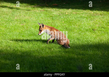 Un renard dans un jardin urbain à Clapham, Londres du sud, sous le soleil d'après-midi de septembre. Banque D'Images