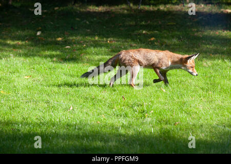 Un renard dans un jardin urbain à Clapham, Londres du sud, sous le soleil d'après-midi de septembre. Banque D'Images