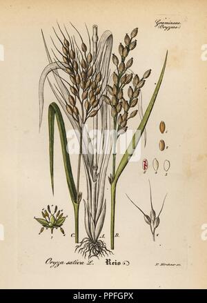 Riz, Oryza sativa. Coloriée à la gravure sur cuivre du Dr. Willibald" sammtlicher mediinisch Hand-Atlas Artus-pharmaceutischer Gewachse, (Manuel de tous les médecins-usines pharmaceutiques), Iéna, 1876. Banque D'Images