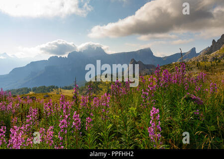 Paysage alpin. Au premier plan la montagne rose fleurs, la vallée de la forêt de pins. Dans l'arrière-plan, le massif de montagne Croda da Lago, Itali Banque D'Images