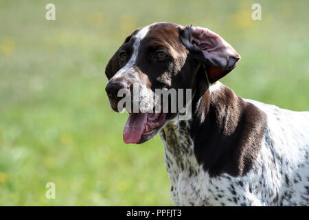 Braque Allemand, un kurtshaar allemand chiot tacheté brun, close-up portrait, un chien sur le côté droit de la photo, un regard amusé, une oreille Banque D'Images