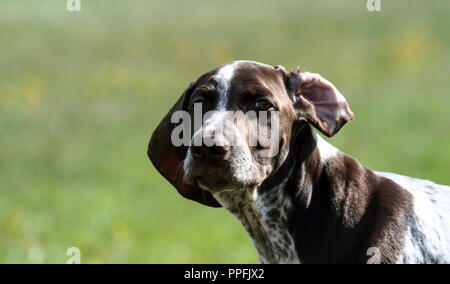 Braque Allemand, un kurtshaar allemand chiot tacheté brun,close-up portrait, chien sur le côté droit de la photo, drôle vue, une oreille Banque D'Images