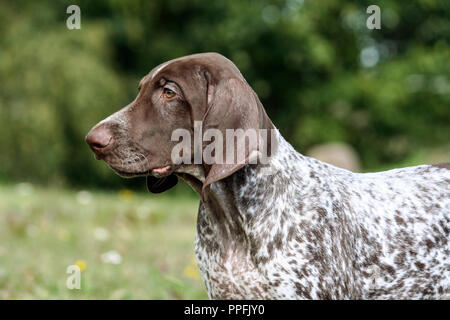 Braque Allemand, un kurtshaar allemand chiot tacheté brun, portrait de profil, close-up et une partie de l'organisme, le chien sur le côté droit Banque D'Images