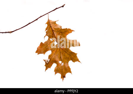 Brun-orange séché de l'arbre du chêne rouge (Quercus rubra) encore des feuilles sur l'arbre en hiver avec du fond blanc. Banque D'Images