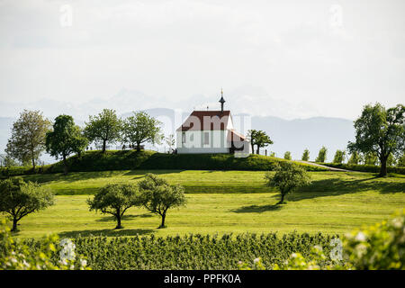 Verger de pommiers en fleurs, Antonius chapelle, Selmnau, près de Wasserburg, Lac de Constance, souabe, Bavière, Allemagne Banque D'Images