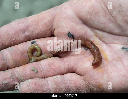 Lugworm (Arenicola marina), Wattengebiet sur la côte de la mer du Nord, Schleswig-Holstein, Allemagne Banque D'Images