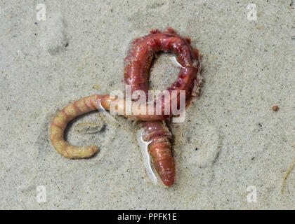 Lugworm (Arenicola marina), Wattengebiet sur la côte de la mer du Nord, Schleswig-Holstein, Allemagne Banque D'Images