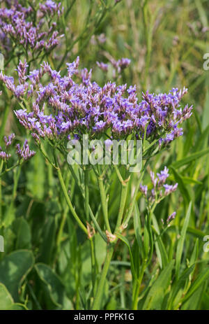 Les fleurs de lavande de mer (Limonium vulgare), le sel pré dans la zone intertidale de la côte de la mer du Nord, Schleswig-Holstein Banque D'Images