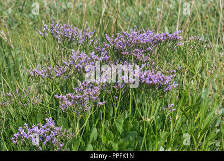 Les fleurs de lavande de mer (Limonium vulgare), le sel pré dans la zone intertidale de la côte de la mer du Nord, Schleswig-Holstein Banque D'Images