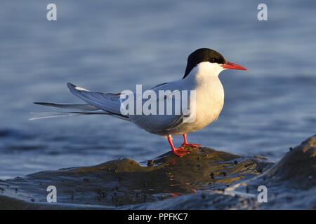 Sterne arctique (Sterna paradisaea), adulte oiseau posé sur la pierre, le Varanger, Norvège Banque D'Images