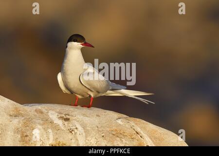 Sterne arctique (Sterna paradisaea), adulte oiseau posé sur la pierre, le Varanger, Norvège Banque D'Images