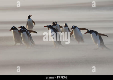 Manchots papous (Pygoscelis papua) dans tempête sur l'Île Saunders, îles Sandwich du Sud, îles Falkland, Malwines Banque D'Images