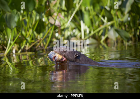 La loutre géante (Pteronura brasiliensis) avec piranha Pygocentrus nattereri (capturé) à Rio Cuiaba, Mato Grosso do Sul, Pantanal Banque D'Images