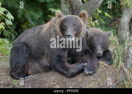 L'ours brun du Kamtchatka (Ursus arctos beringianus), mère de l'animal jeune animal couché sur un lac Kurilskoye à Forest Glade Banque D'Images