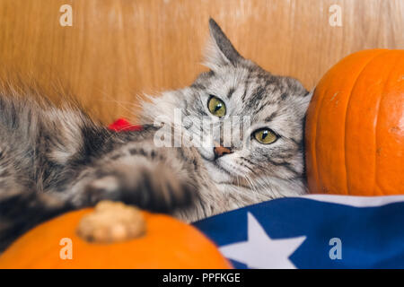 Le chat gris à rayures joue avec des citrouilles sur le drapeau américain. Fonds d'écran pour vacances d'Halloween. Banque D'Images