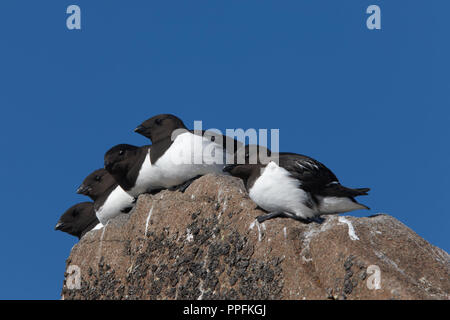 Peu d'alcidés (Alle alle) sur un rebord, Tichaya Bay, François-Joseph, Russie Banque D'Images