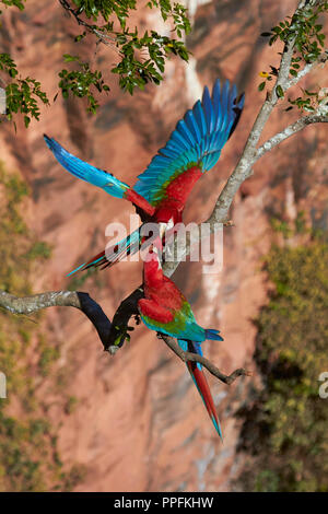 Accueillant et vert rouge (Ara chloroptera ara), sur une branche au Buraco das Araras cratère de grès à Bonito, Pantanal Banque D'Images