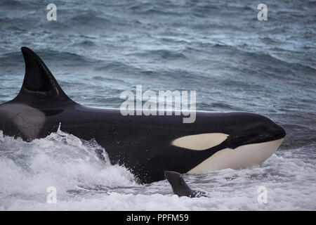 Épaulard (Orcinus orca) échouage intentionnellement sur la plage dans la tentative d'attraper un pup lion de mer (Otaria flavescens) Banque D'Images