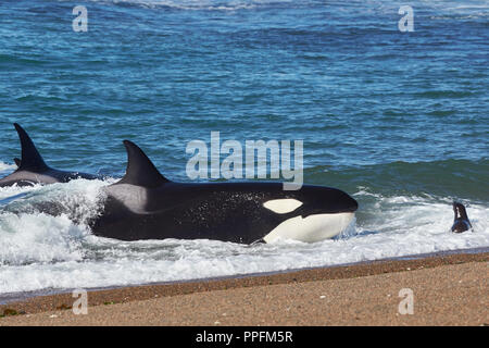 Épaulard (Orcinus orca) échouage intentionnellement sur la plage dans la tentative d'attraper un pup lion de mer (Otaria flavescens), Peninsula Valdes Banque D'Images