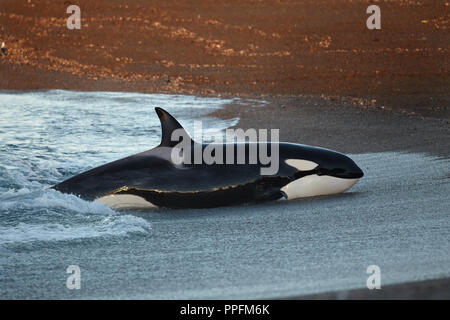 Épaulard (Orcinus orca) échouage intentionnellement sur la plage dans la tentative d'attraper un pup lion de mer (Otaria flavescens), Peninsula Valdes Banque D'Images