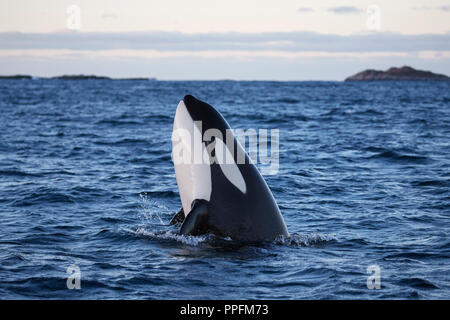 Épaulard (Orcinus orca) spy hopping en maintenant la tête hors de l'eau, Vengsøy Vengsoy, Fjord, près de Tromsø, Tromso, Norvège Banque D'Images