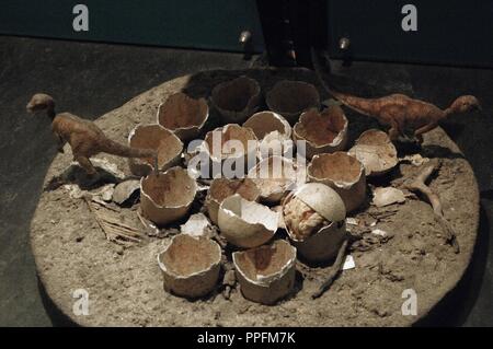 La reconstruction d'un nid contenant des œufs de dinosaure ornithopode, makelai Orodromeus. Crétacé supérieur. Campanien. 80-70 millions d'années. Musée d'histoire naturelle. Londres. United Kingdom. Banque D'Images