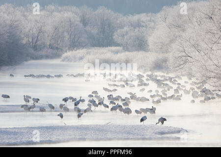 Grues à couronne rouge au repos (Grus japonensis) dans la rivière Setsuri après l'aube, matin rime avec le givre sur les arbres Banque D'Images