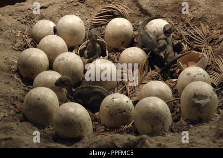 La reconstruction d'un nid contenant des œufs de Maiasaura dinosaure ornithopode, peeblesorum. Crétacé supérieur. Campanien. 80-70 millions d'années. Musée d'histoire naturelle. Londres. United Kingdom. Banque D'Images