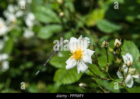 Près d'une demoiselle d'azur sur un wild rose fleur dans une prairie en bordure des bois de l'été soleil, Lancashire, England, UK.