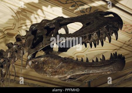 Crâne d'Albertosaurus sarcophagus. Prédateur bipède du Crétacé supérieur. 70 millions d'années. Musée d'histoire naturelle. Londres. United Kingdom. Banque D'Images