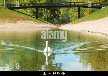 Cygne sur le lac Bundek à Zagreb, Croatie, au printemps, l'arrière-plan flou Banque D'Images