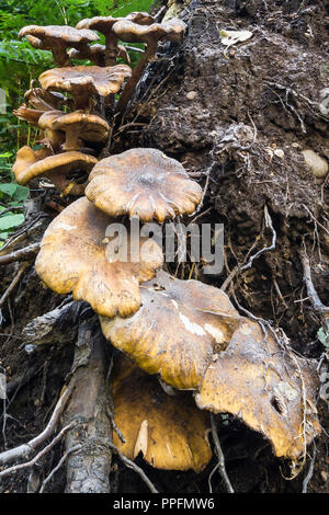 Champignons dans le parc Banque D'Images