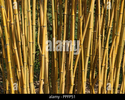 Au début du printemps dans le jardin. D'une grande densité de tiges jaune brillant de la croissance haut bamboo Phyllostachys aureosulcata f. spectabilis dans le jardin. Banque D'Images