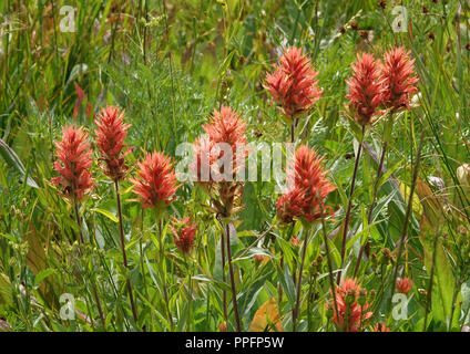 Red Indian Paintbrush fleurit entourée de fleurs Banque D'Images