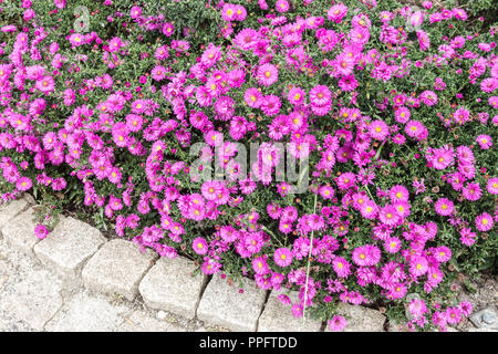 Aster de New York, Symphyotrichum Novi-belgii plantes de couverture de sol 'Alert' dans le jardin Banque D'Images