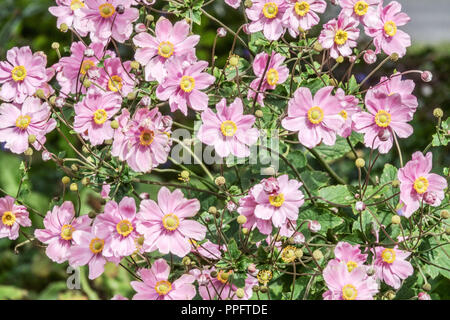 Anemone hupehensis japonais rose 'Serenade' Banque D'Images