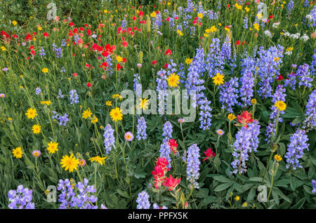 Fleurs des champs, prés, Trophée du parc provincial Wells Gray, British Columbia, Canada Banque D'Images