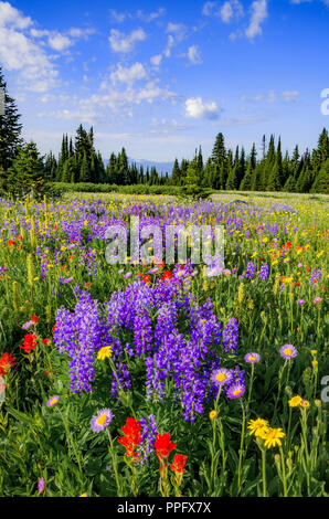 Fleurs des champs, prés, Trophée du parc provincial Wells Gray, British Columbia, Canada Banque D'Images