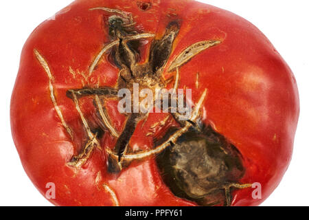 Gâtés, pourris de tomate rouge isolé sur fond blanc. Banque D'Images